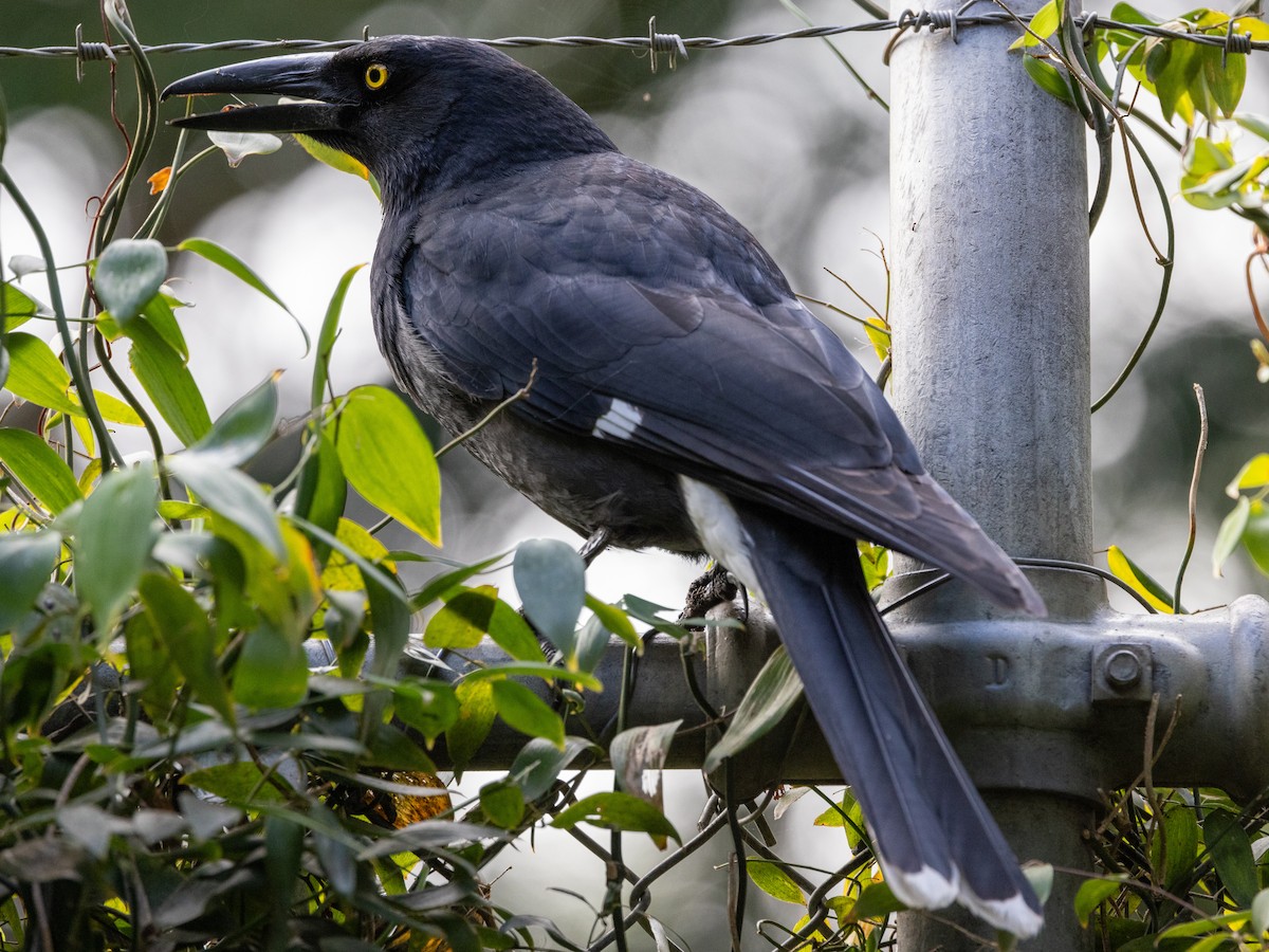 Pied Currawong - ML621057775