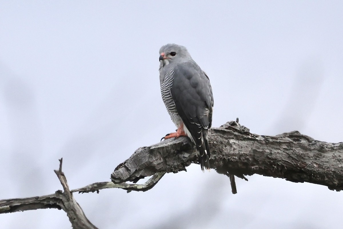 Lizard Buzzard - ML621057788