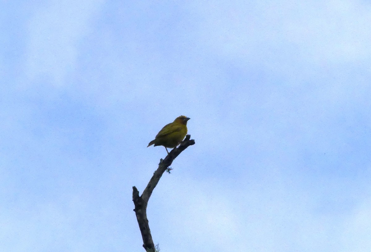 Southern Brown-throated Weaver - ML621057790