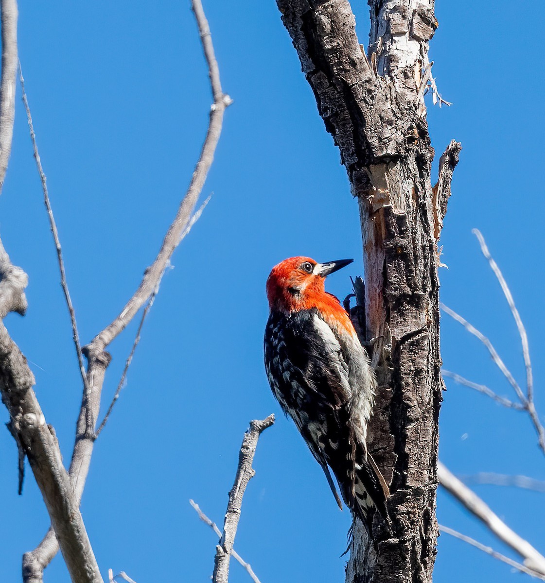Red-breasted Sapsucker - ML621057792
