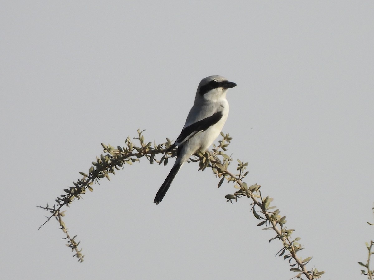Great Gray Shrike (Arabian) - Adrián Colino Barea