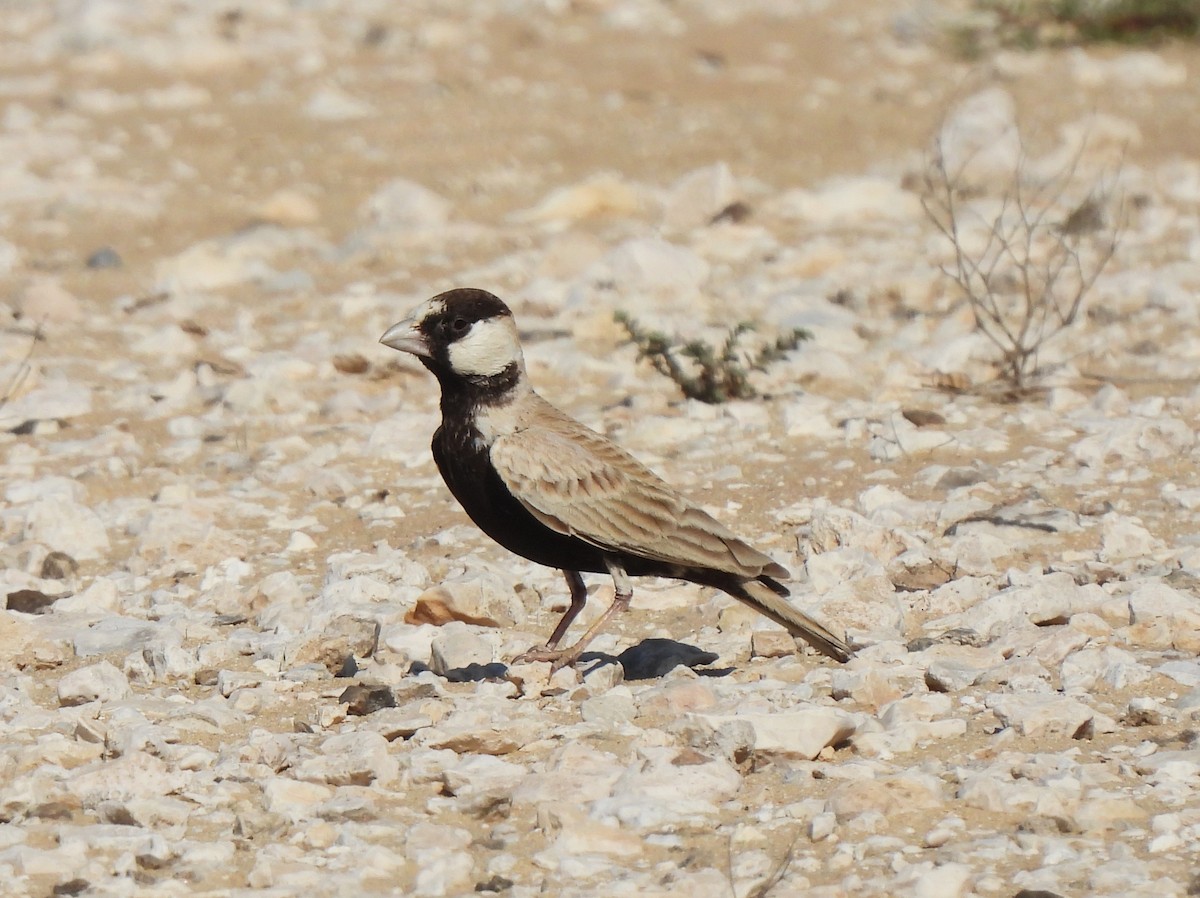 Black-crowned Sparrow-Lark - Adrián Colino Barea