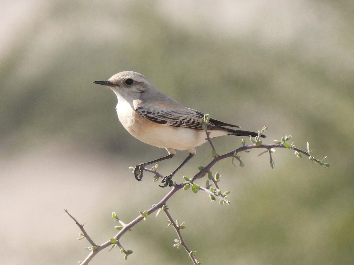 Desert Wheatear - Adrián Colino Barea