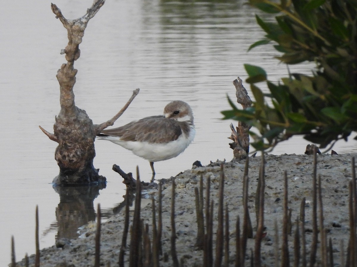Greater Sand-Plover - Adrián Colino Barea