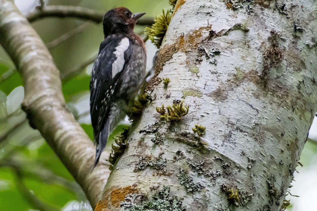 Red-breasted Sapsucker - ML621057813