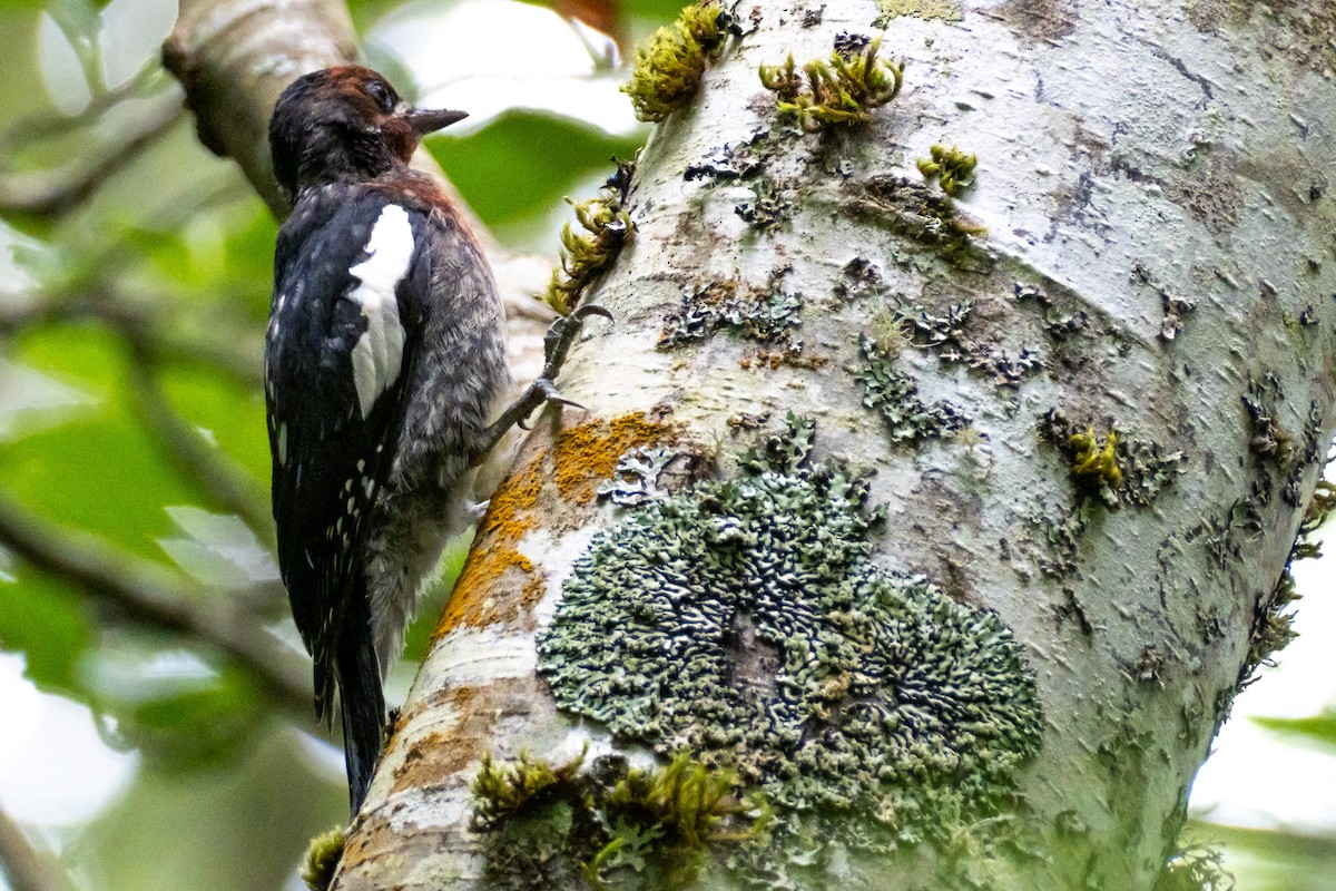 Red-breasted Sapsucker - ML621057815
