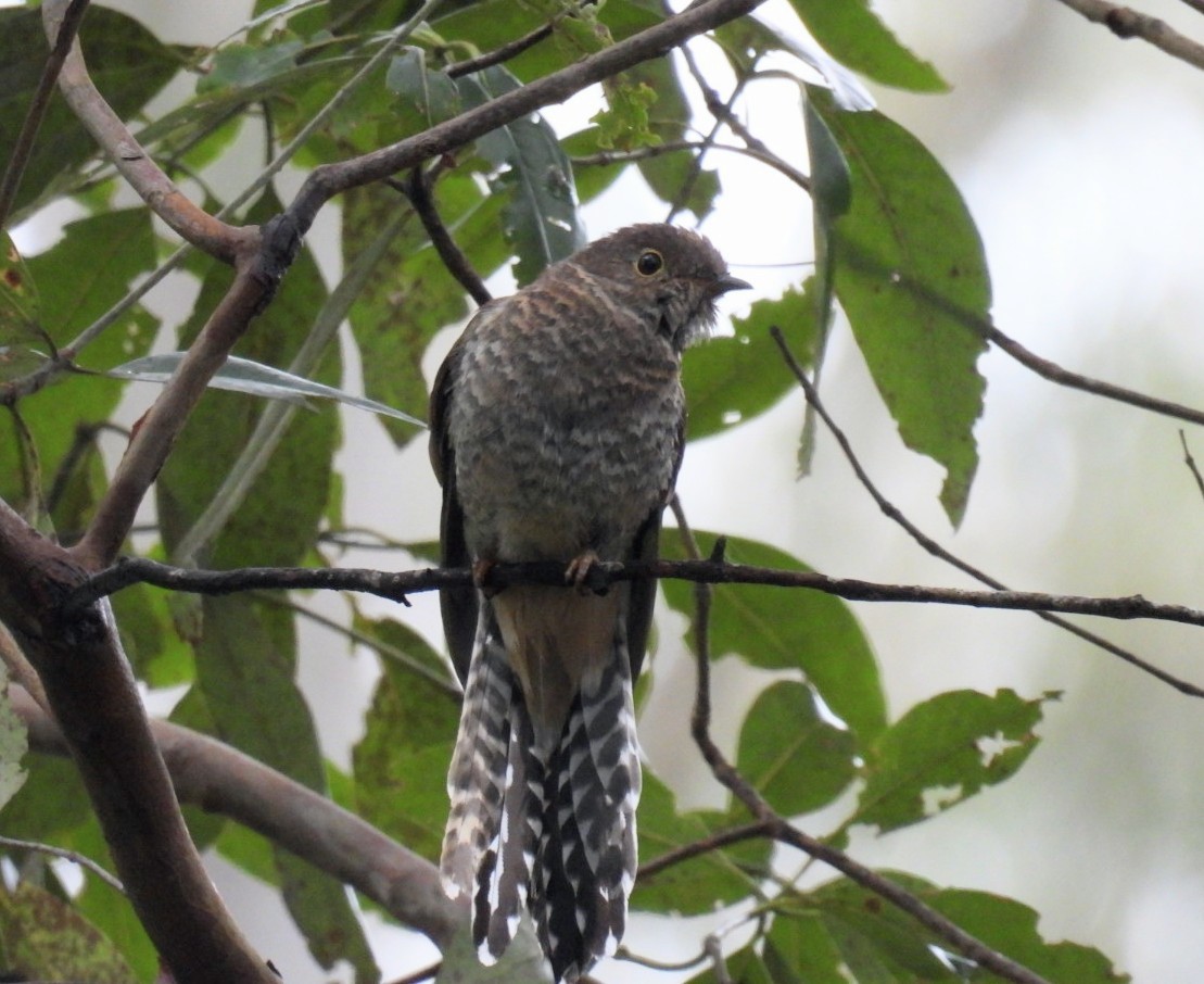 Fan-tailed Cuckoo - ML621057820