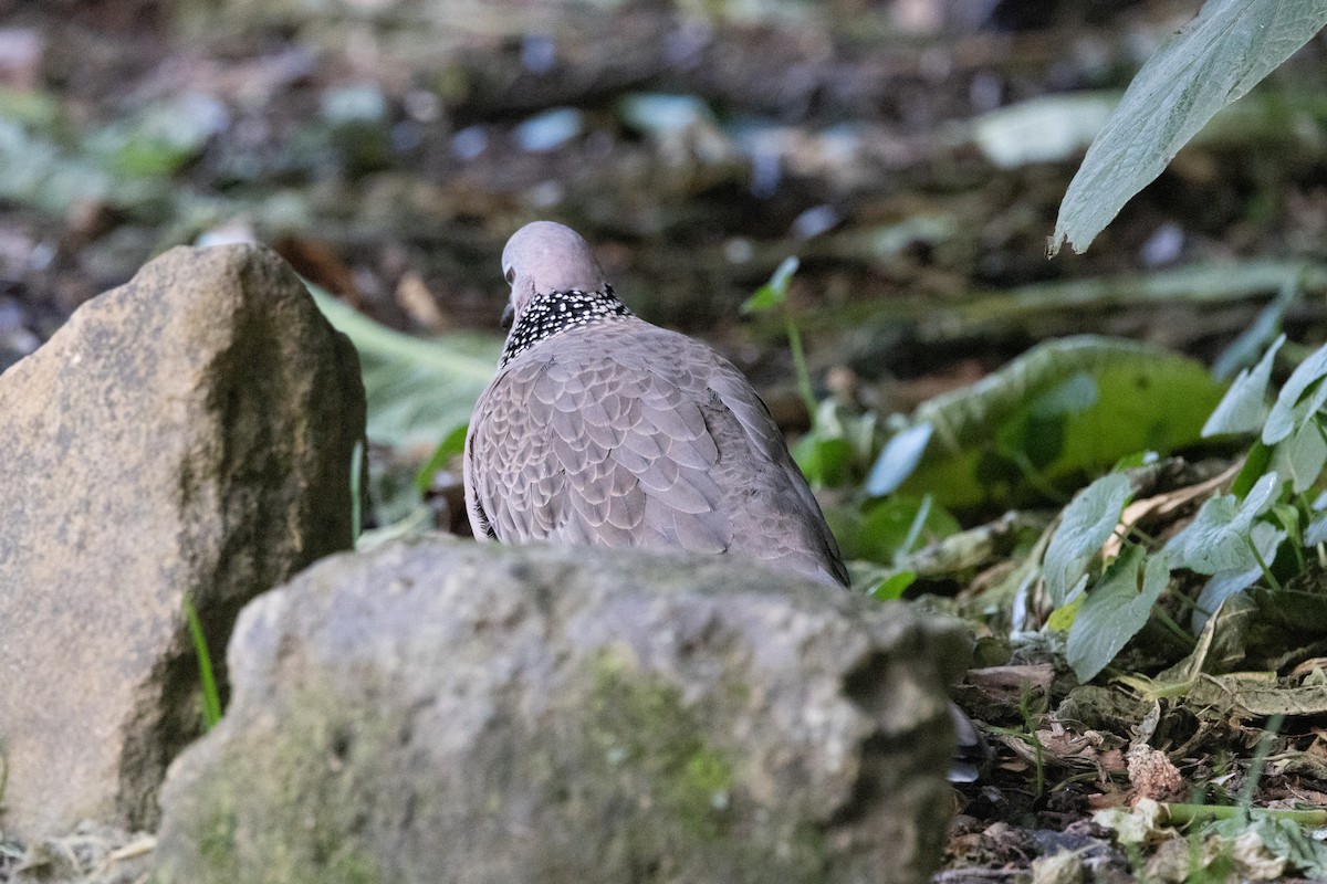 Spotted Dove - ML621057829