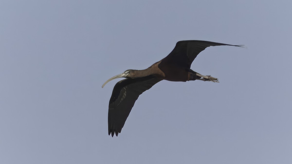 ibis hnědý - ML621057833