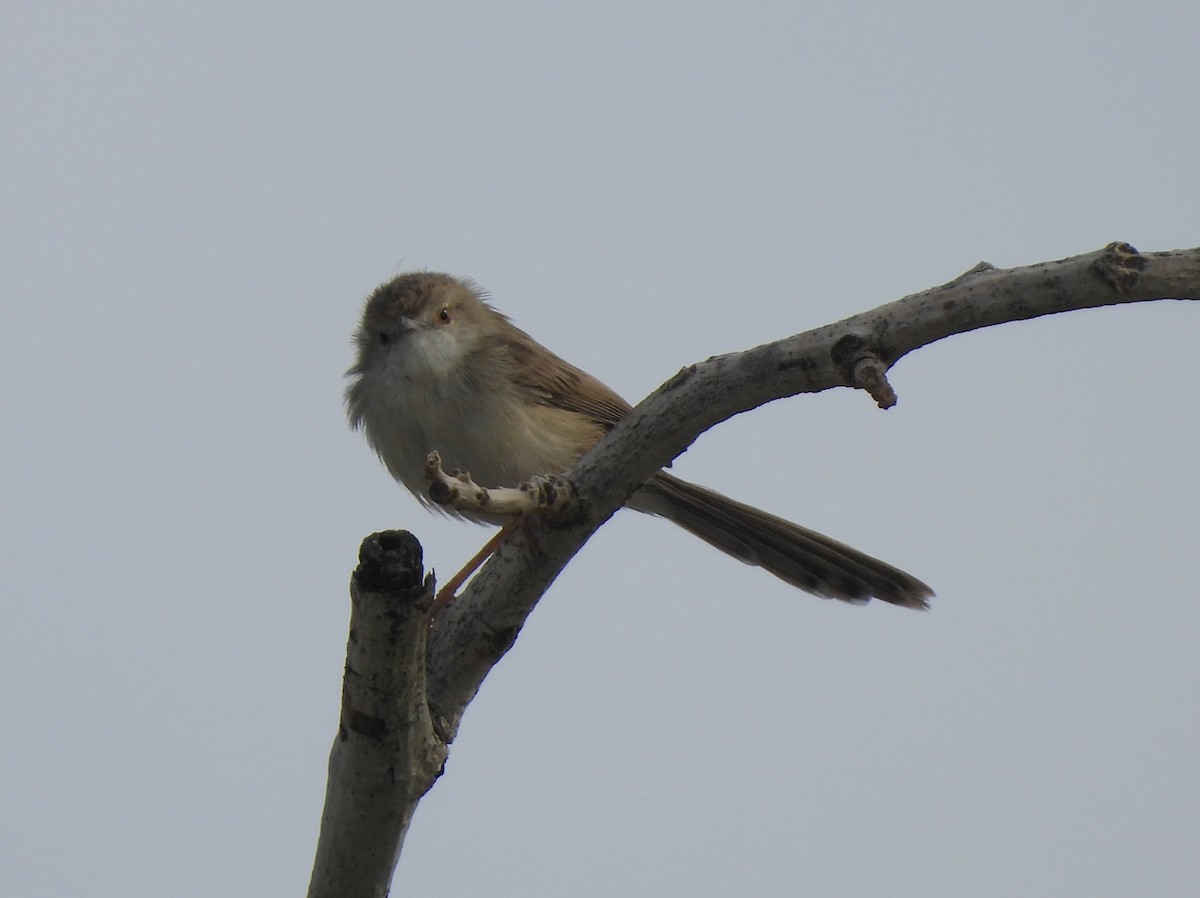 Delicate Prinia - Adrián Colino Barea