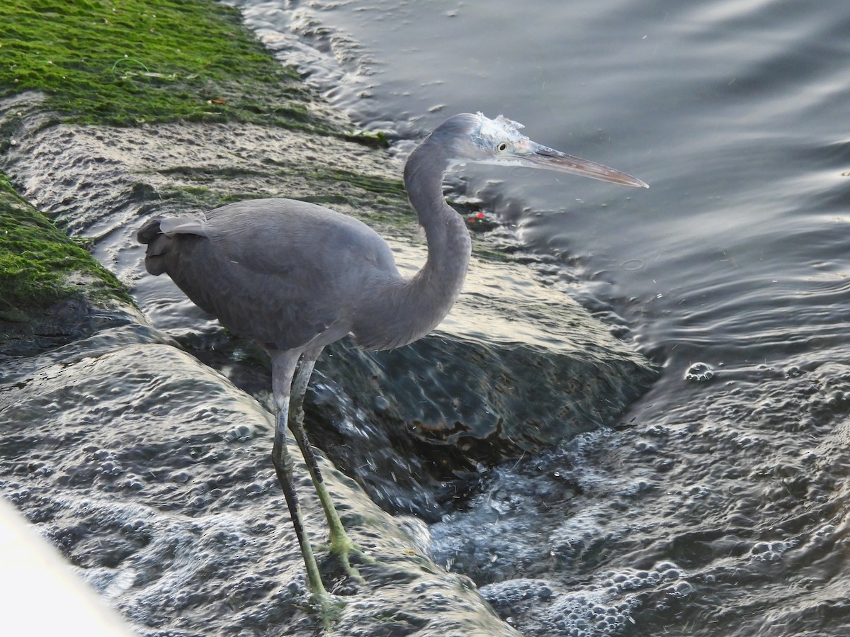 Western Reef-Heron (Eastern) - Adrián Colino Barea
