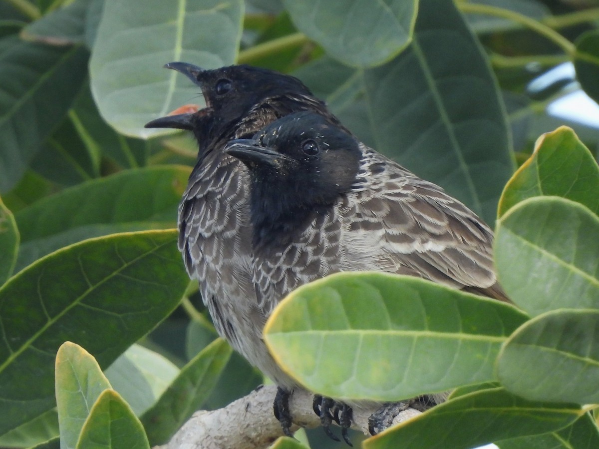 Red-vented Bulbul - Adrián Colino Barea