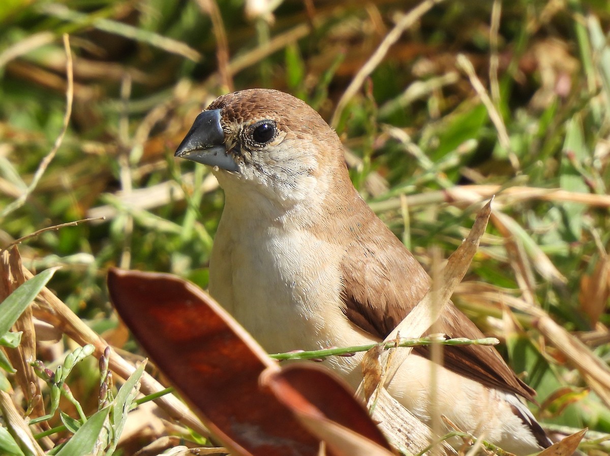 Indian Silverbill - Adrián Colino Barea
