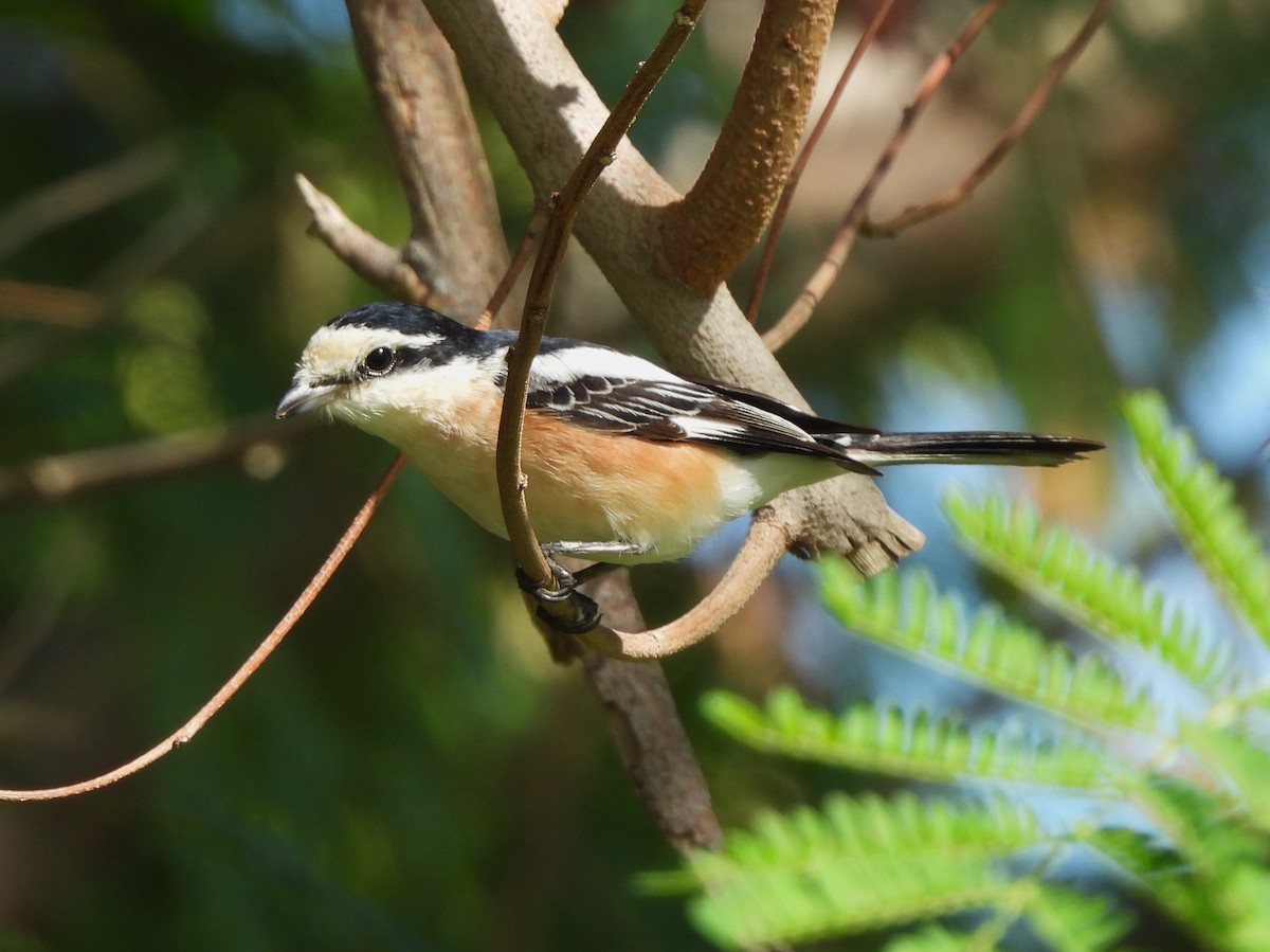 Masked Shrike - Adrián Colino Barea