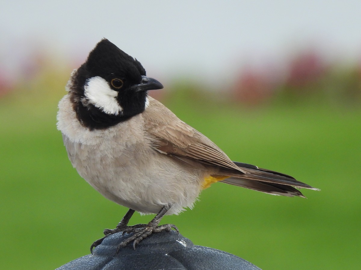White-eared Bulbul - Adrián Colino Barea
