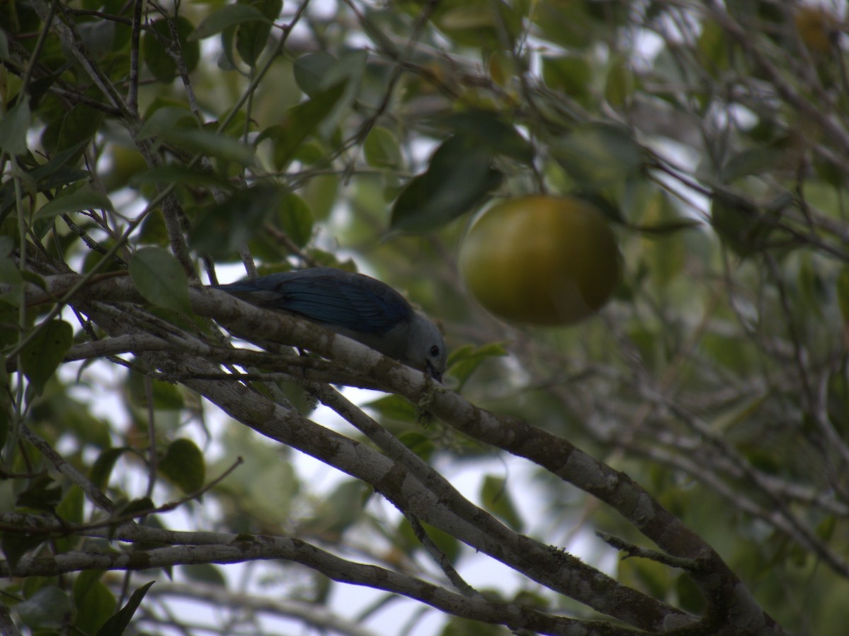 Blue-gray Tanager - ML621057880