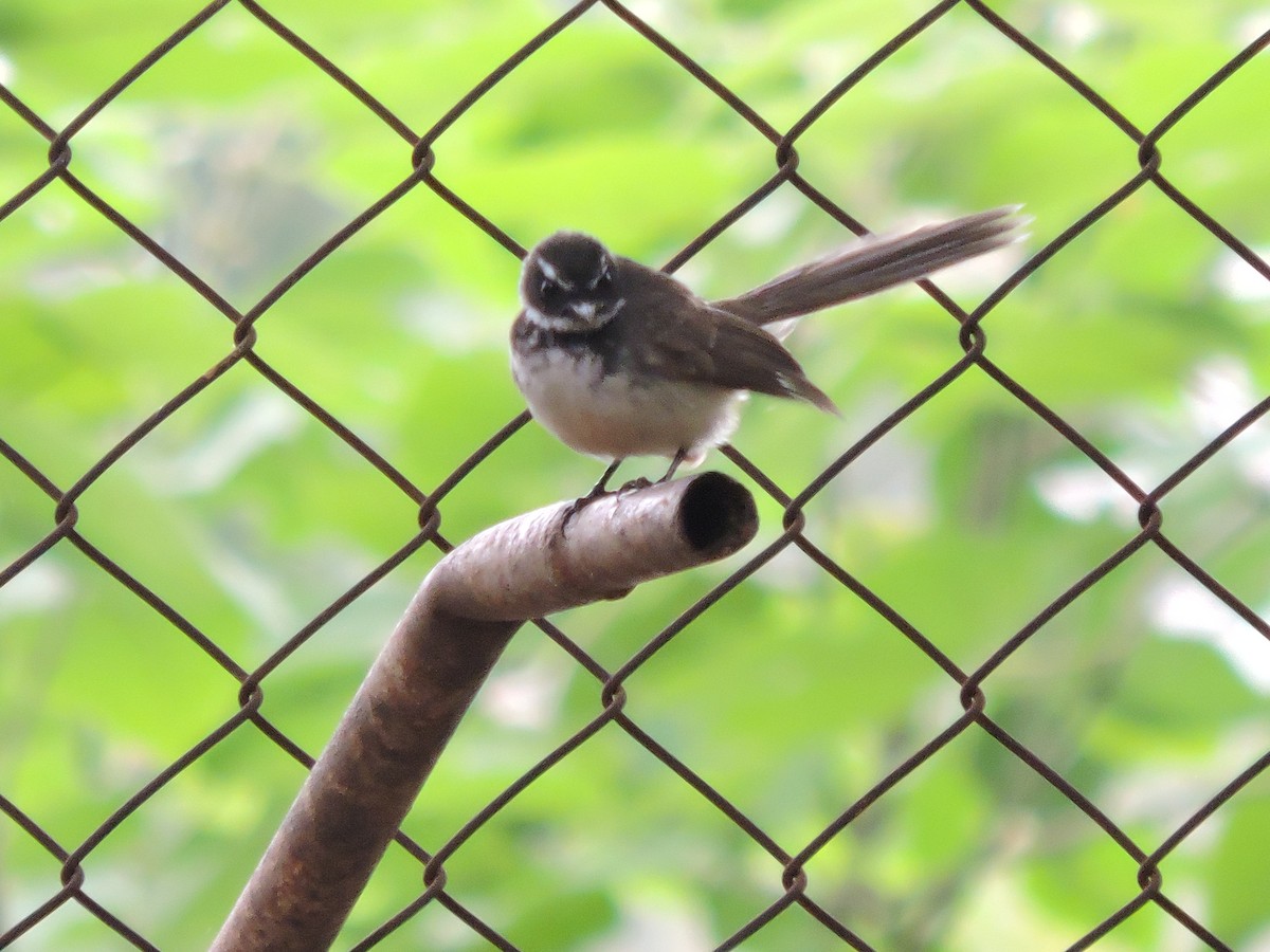 Spot-breasted Fantail - ML621057911