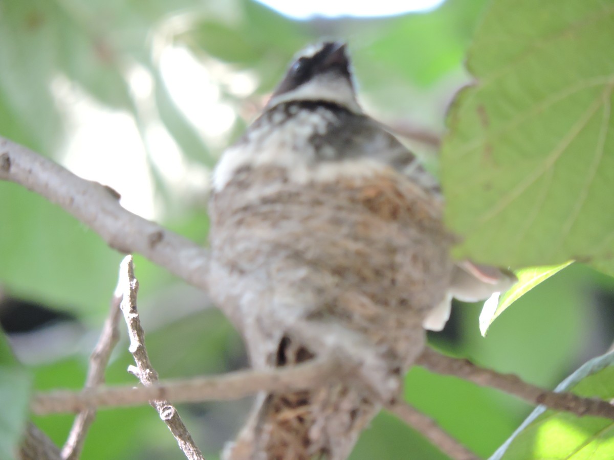 Spot-breasted Fantail - ML621057924