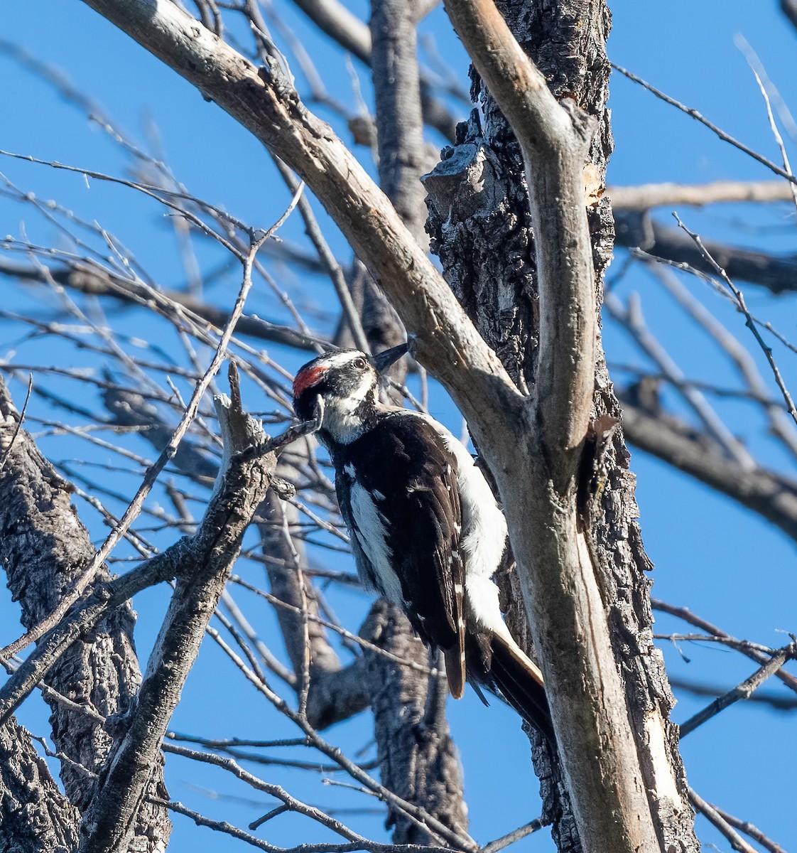 Hairy Woodpecker - ML621057926