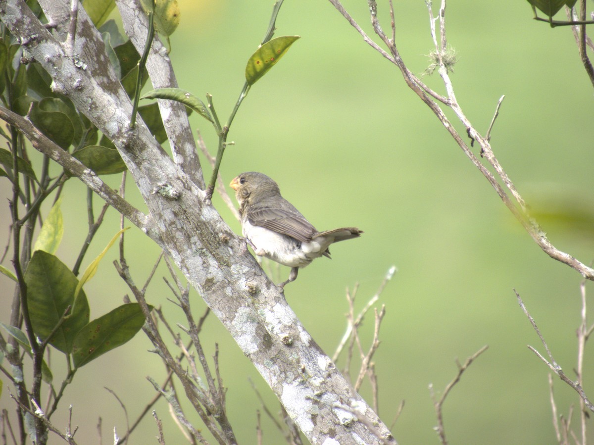 Gray Seedeater - ML621057955
