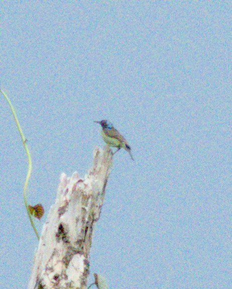 Gray-throated Sunbird - Benjamin Joseph Jiao