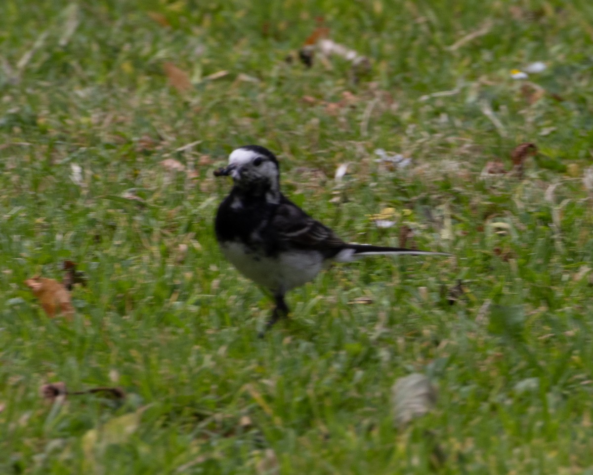 White Wagtail - ML621057979