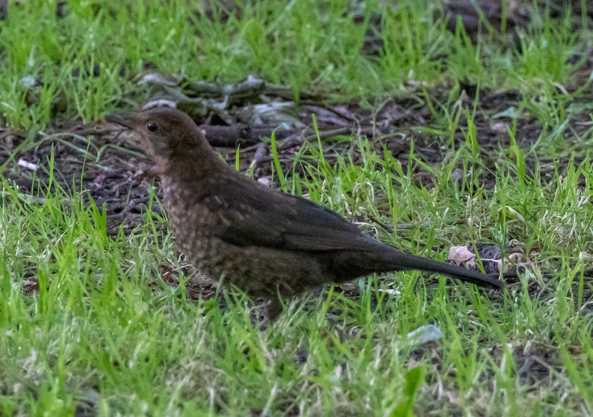 Eurasian Blackbird - ML621057980