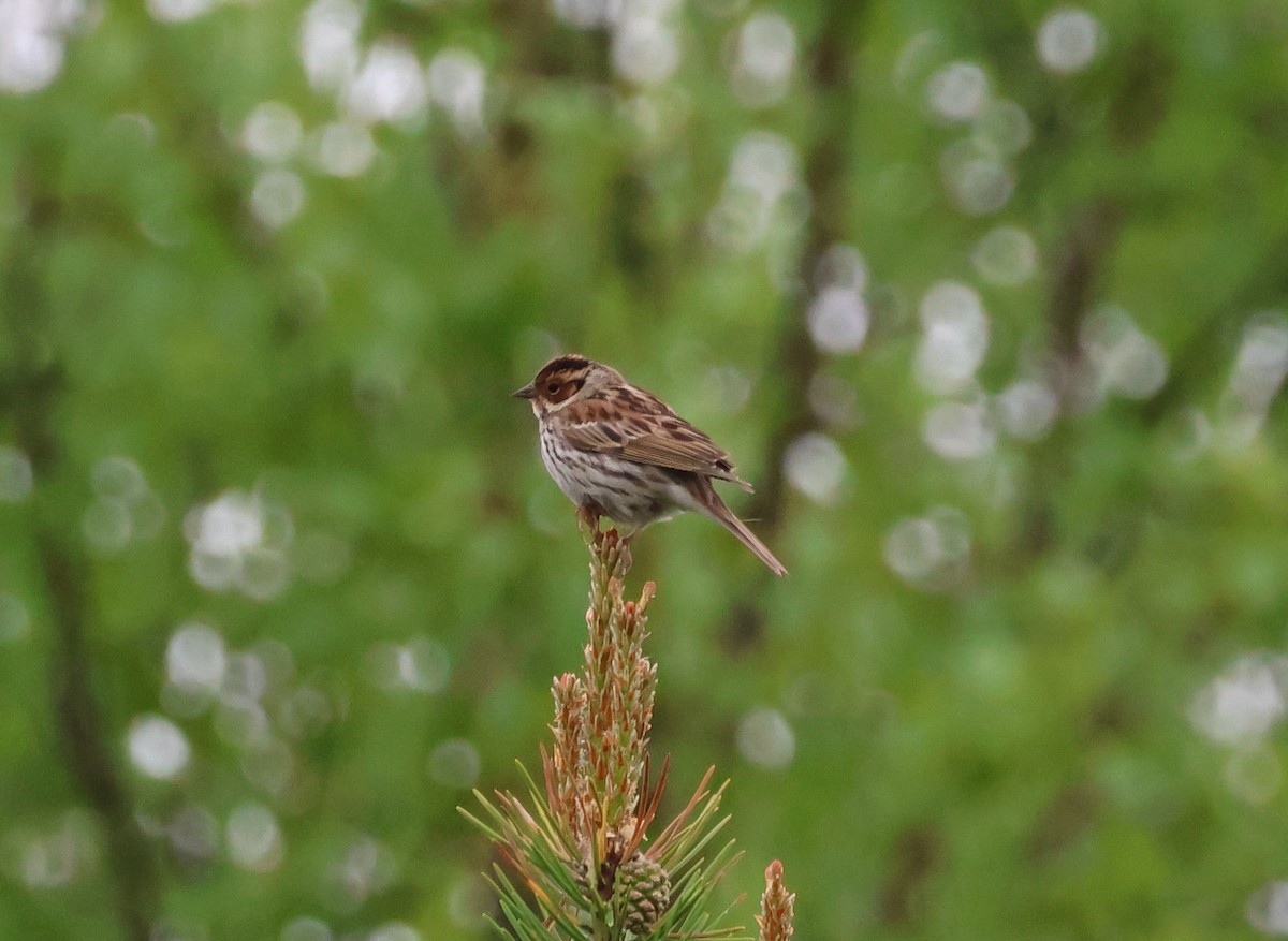 Little Bunting - Murray DELAHOY