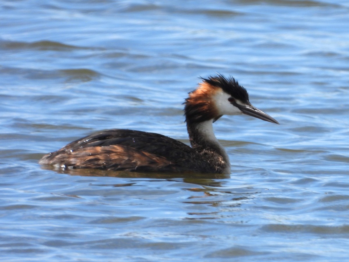 Great Crested Grebe - ML621057999