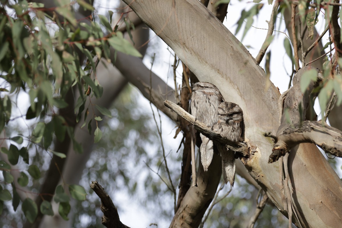 Tawny Frogmouth - Samuel Gale