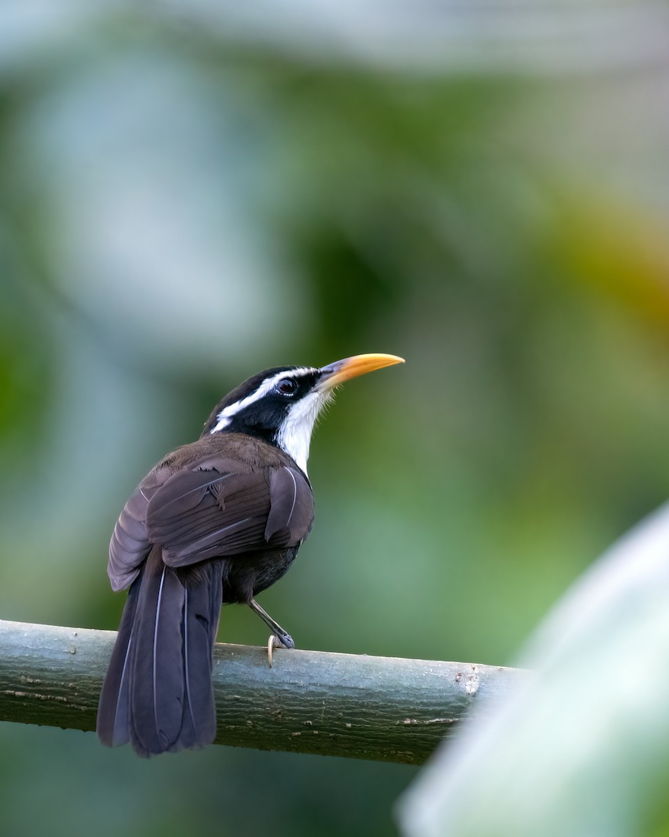 Indian Scimitar-Babbler - ML621058014