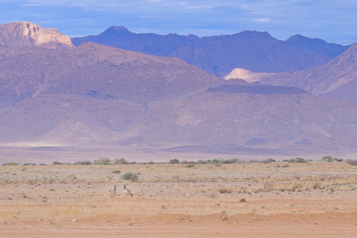 Намибийский корхан - ML621058021