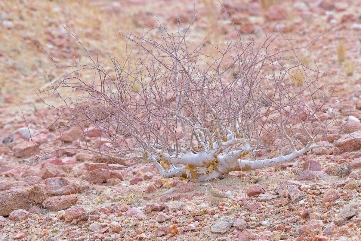 Жайворонок західний (підвид benguelensis/kaokoensis) - ML621058034