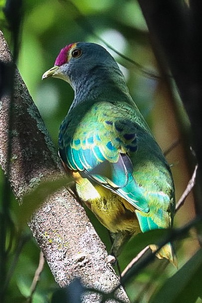 Rose-crowned Fruit-Dove - ML621058069