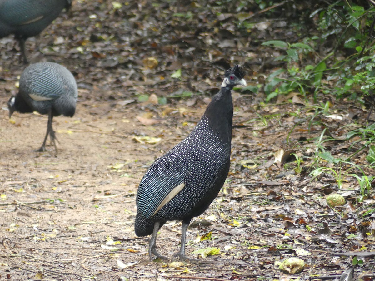Southern Crested Guineafowl - ML621058087