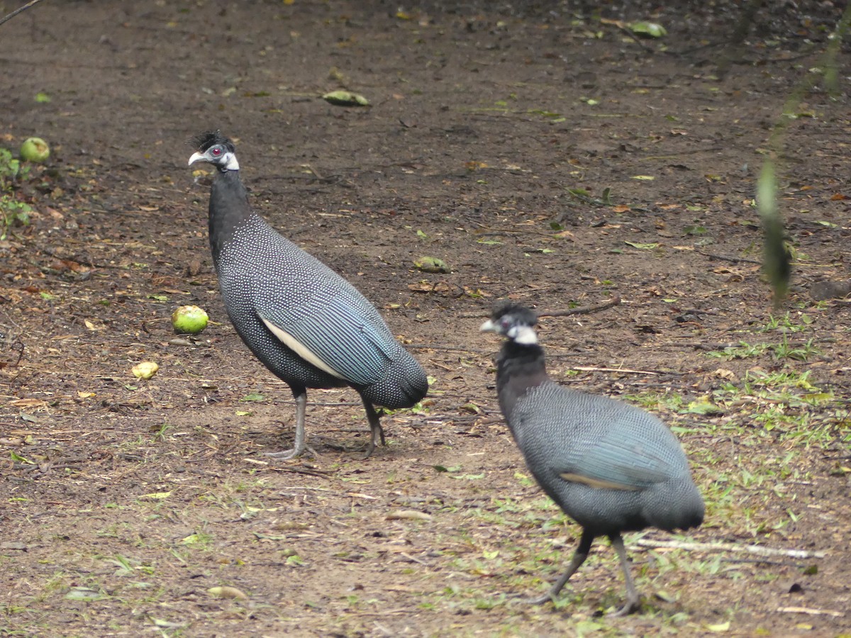 Southern Crested Guineafowl - ML621058088