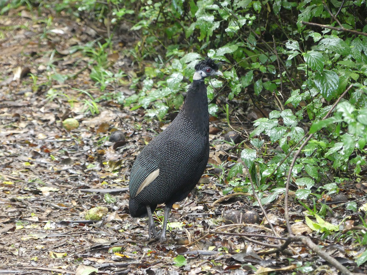 Southern Crested Guineafowl - ML621058089