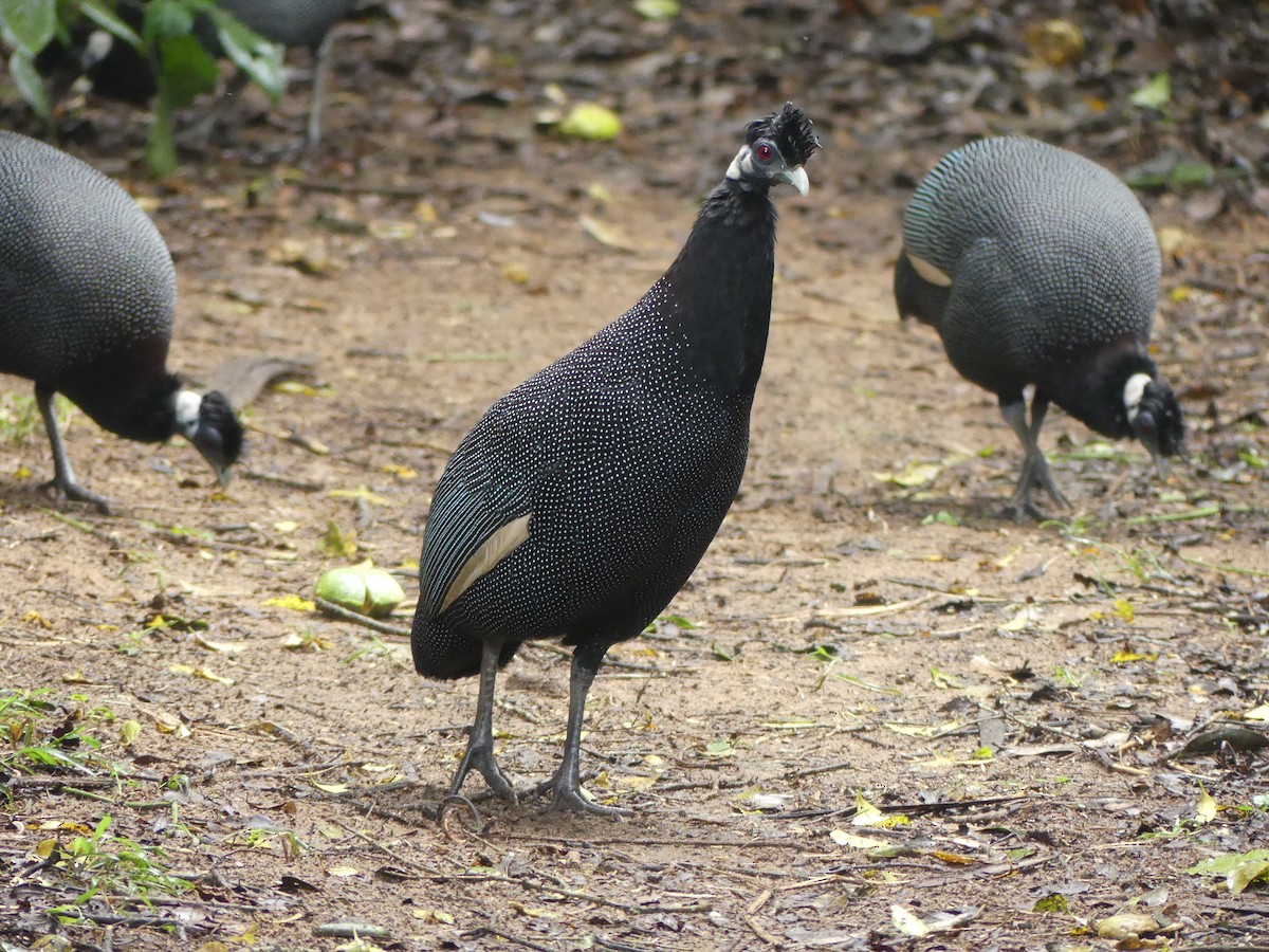 Southern Crested Guineafowl - ML621058090