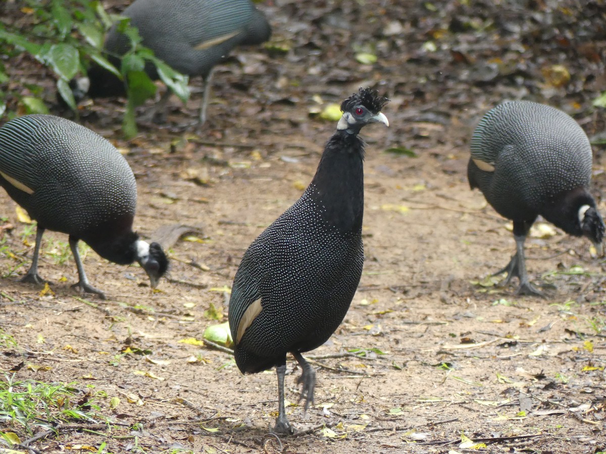 Southern Crested Guineafowl - ML621058091
