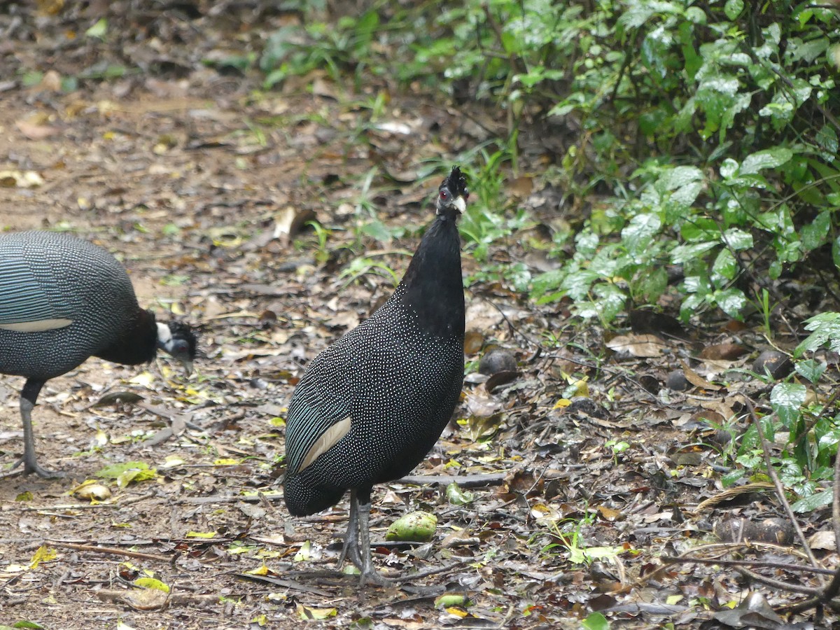 Southern Crested Guineafowl - ML621058092