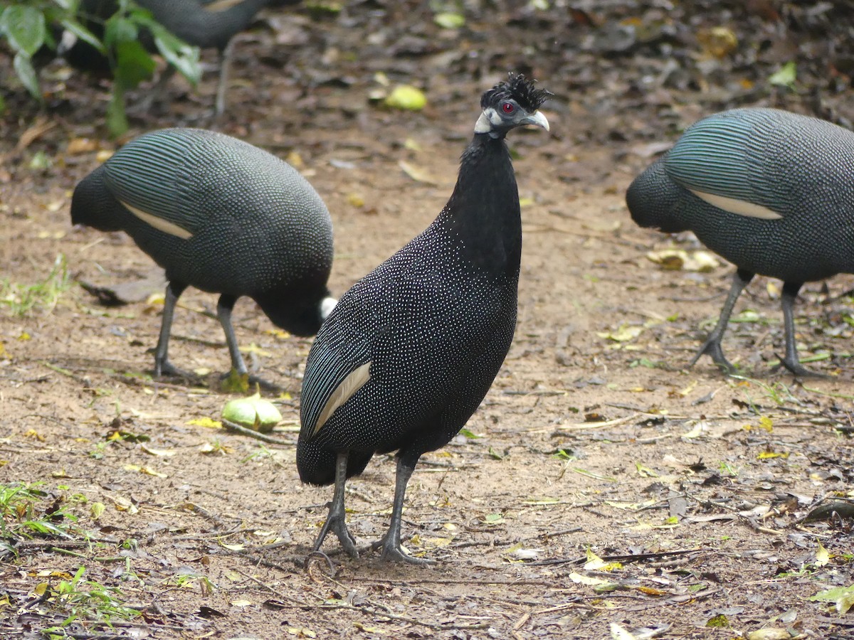 Southern Crested Guineafowl - ML621058093