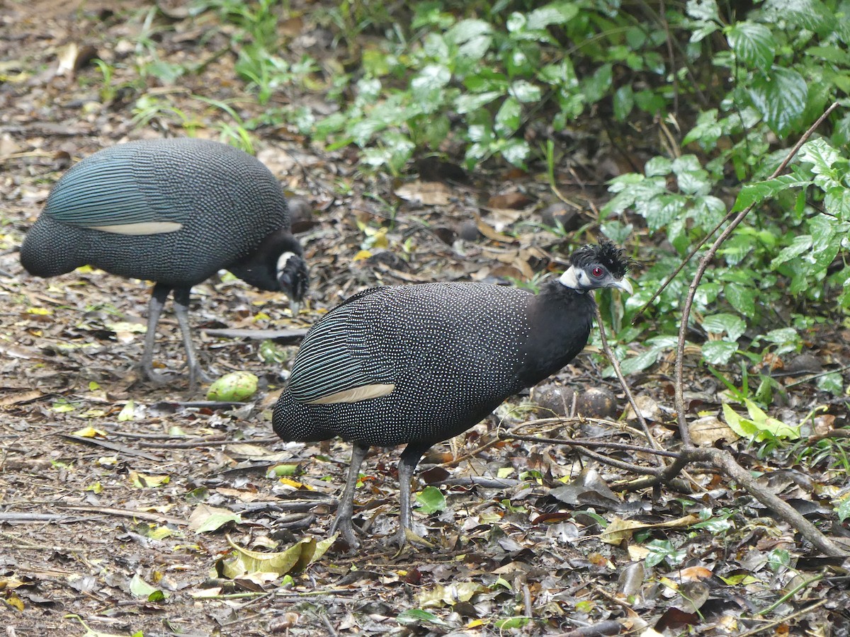 Southern Crested Guineafowl - ML621058094