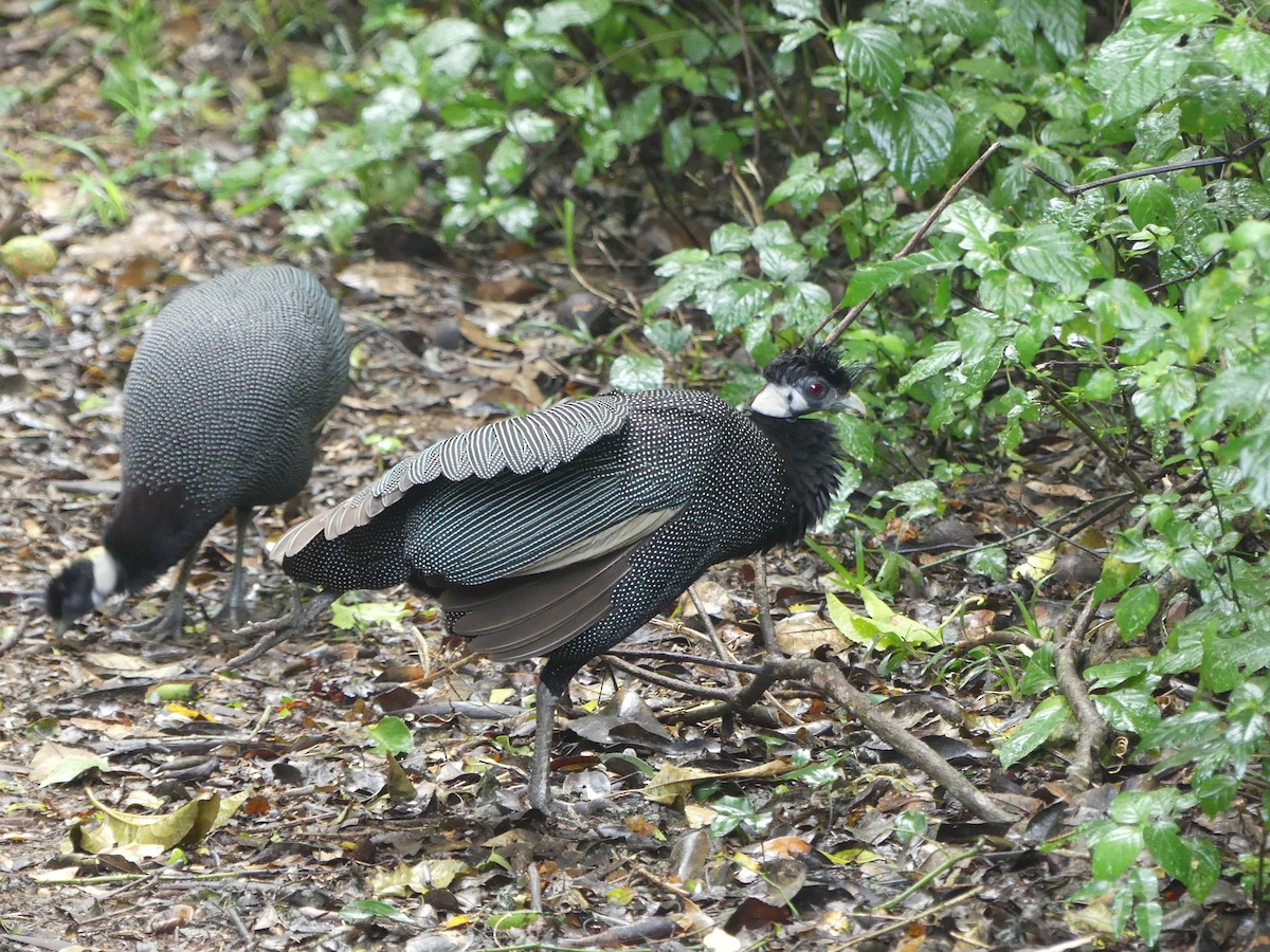 Southern Crested Guineafowl - ML621058096