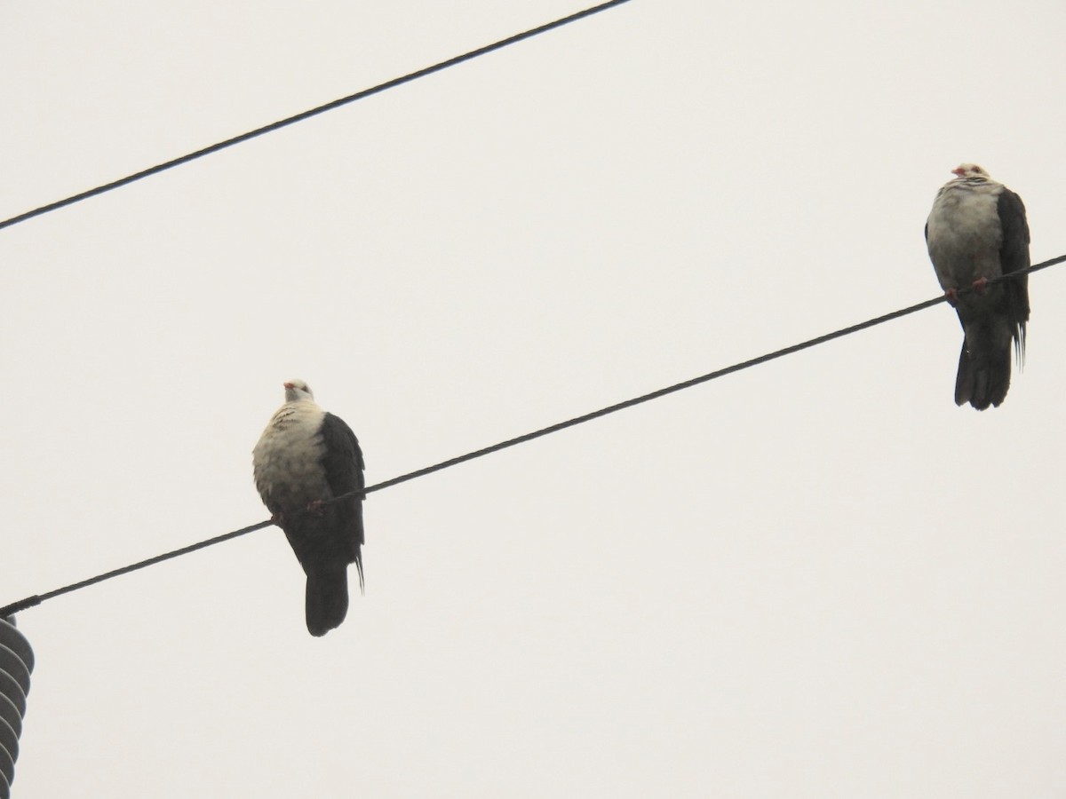 holub běloprsý - ML621058101