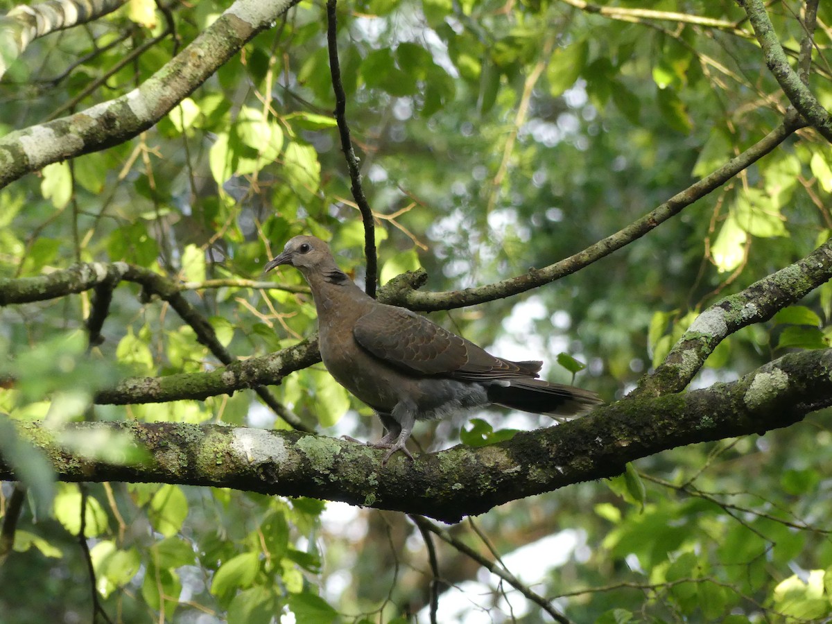 Red-eyed Dove - ML621058103