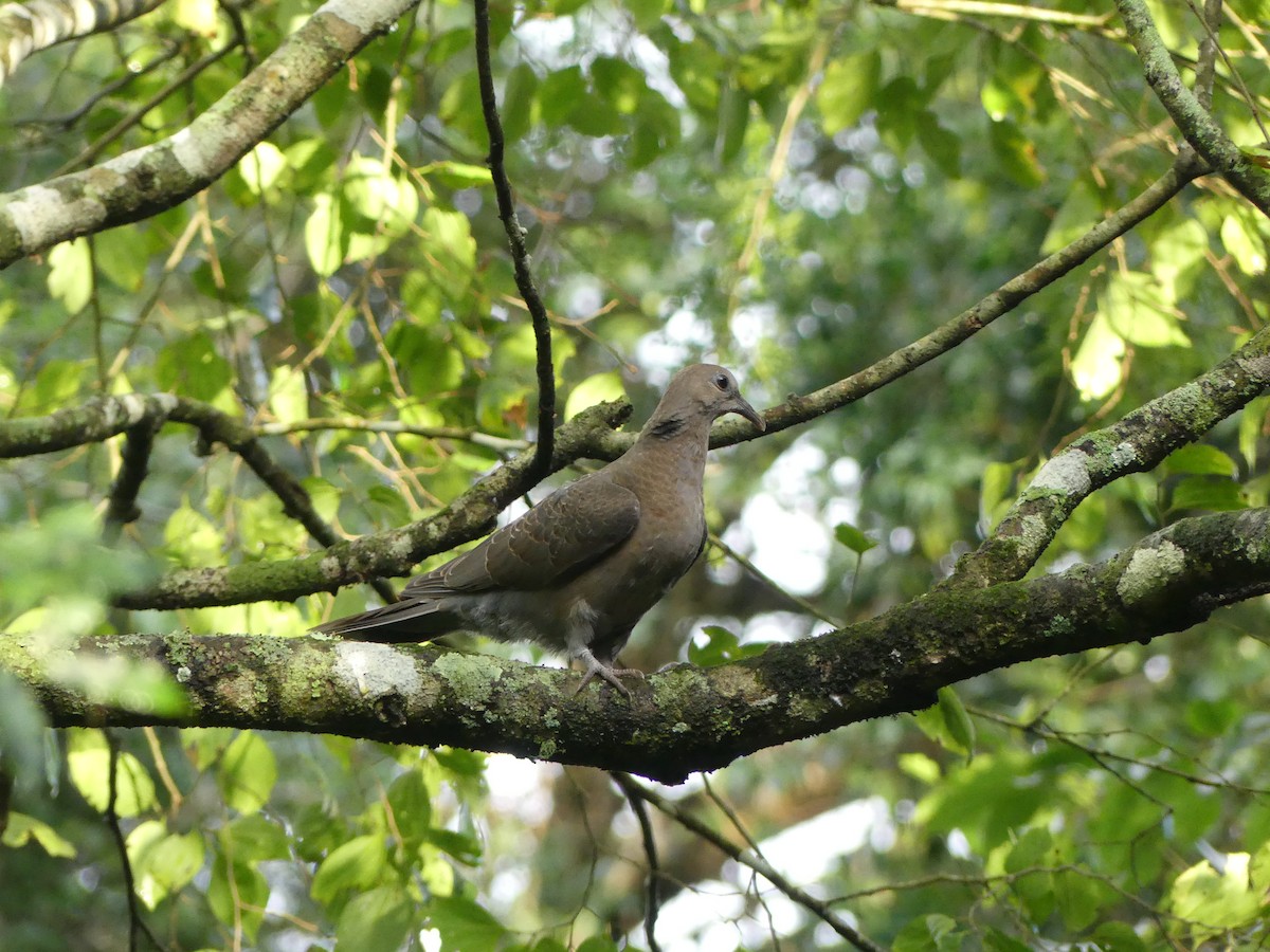 Red-eyed Dove - ML621058104