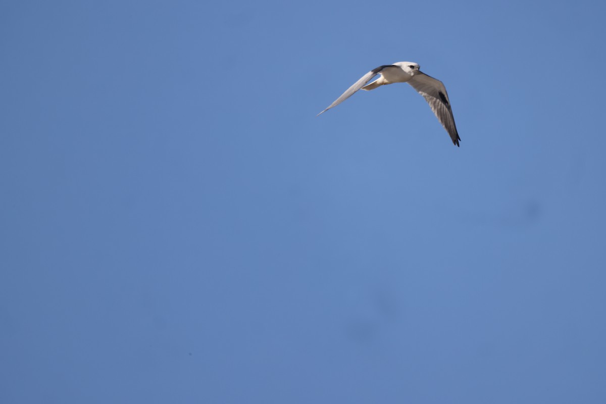 Black-shouldered Kite - ML621058111