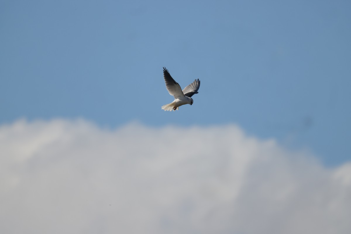 Black-shouldered Kite - ML621058112