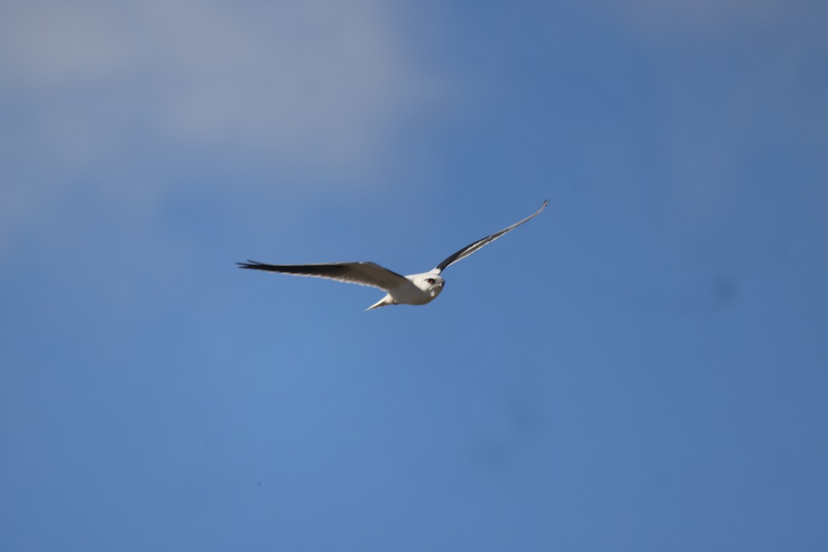 Black-shouldered Kite - ML621058113