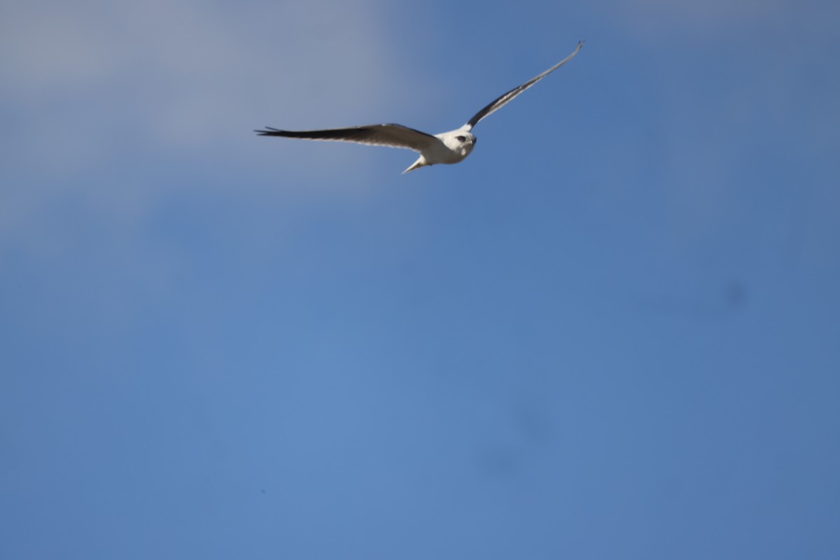 Black-shouldered Kite - ML621058114